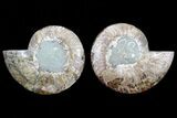 Cut & Polished Ammonite Fossil - Agatized #72919-1